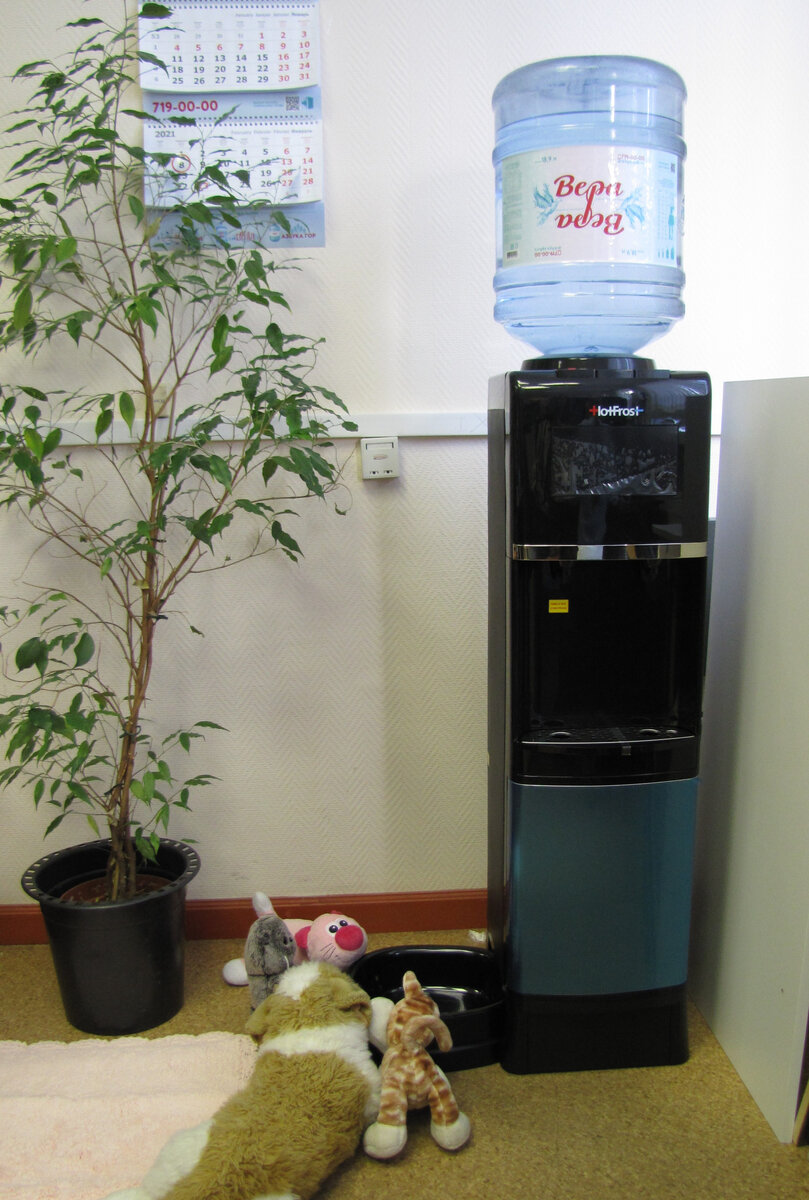 Вода "Вера" с низкой минерализацией на кулере с поилкой для животных