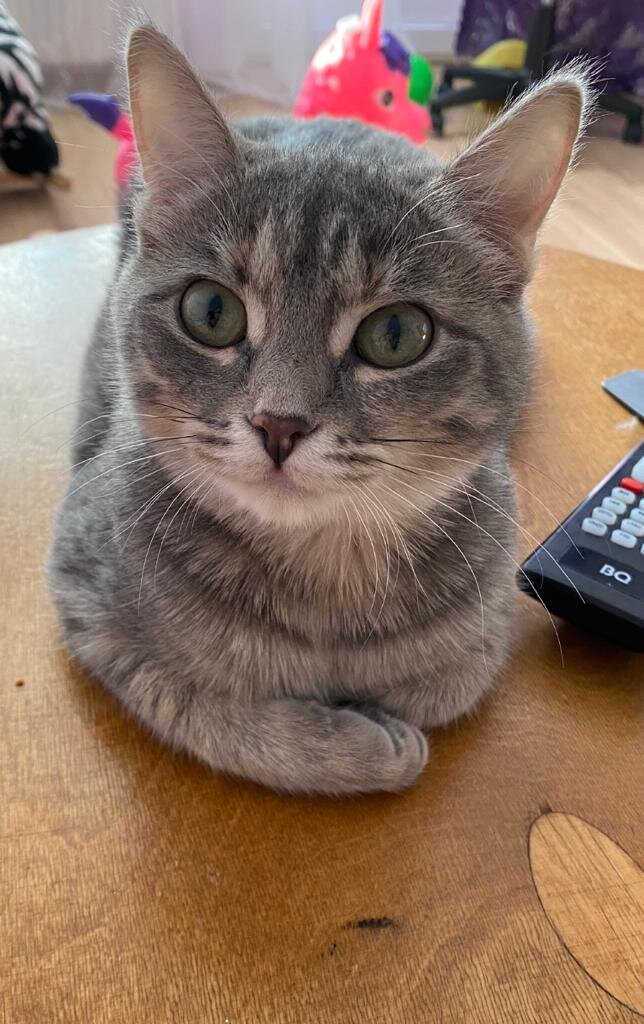 Вот такая красотка наша кошечка Милка