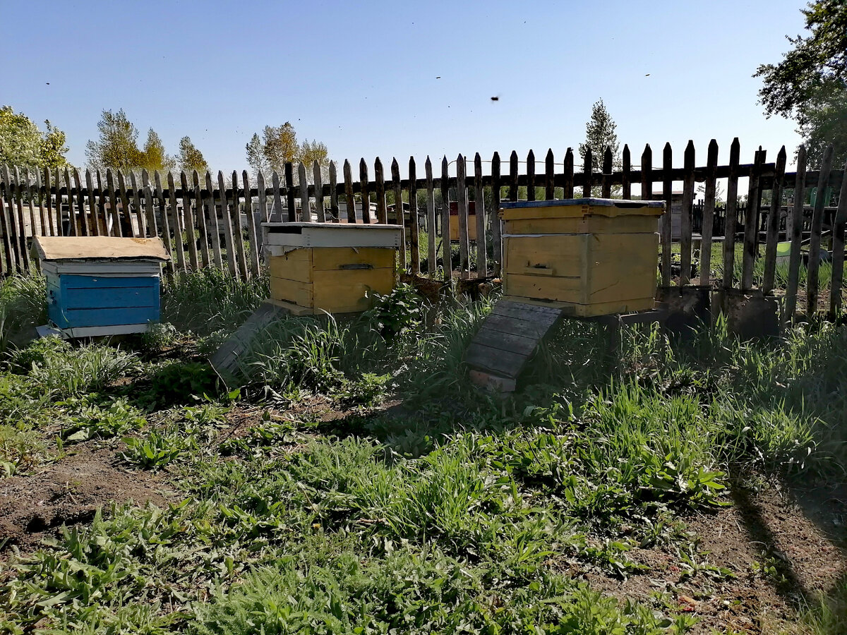 Часть небольшой пасеки. Фото автора.