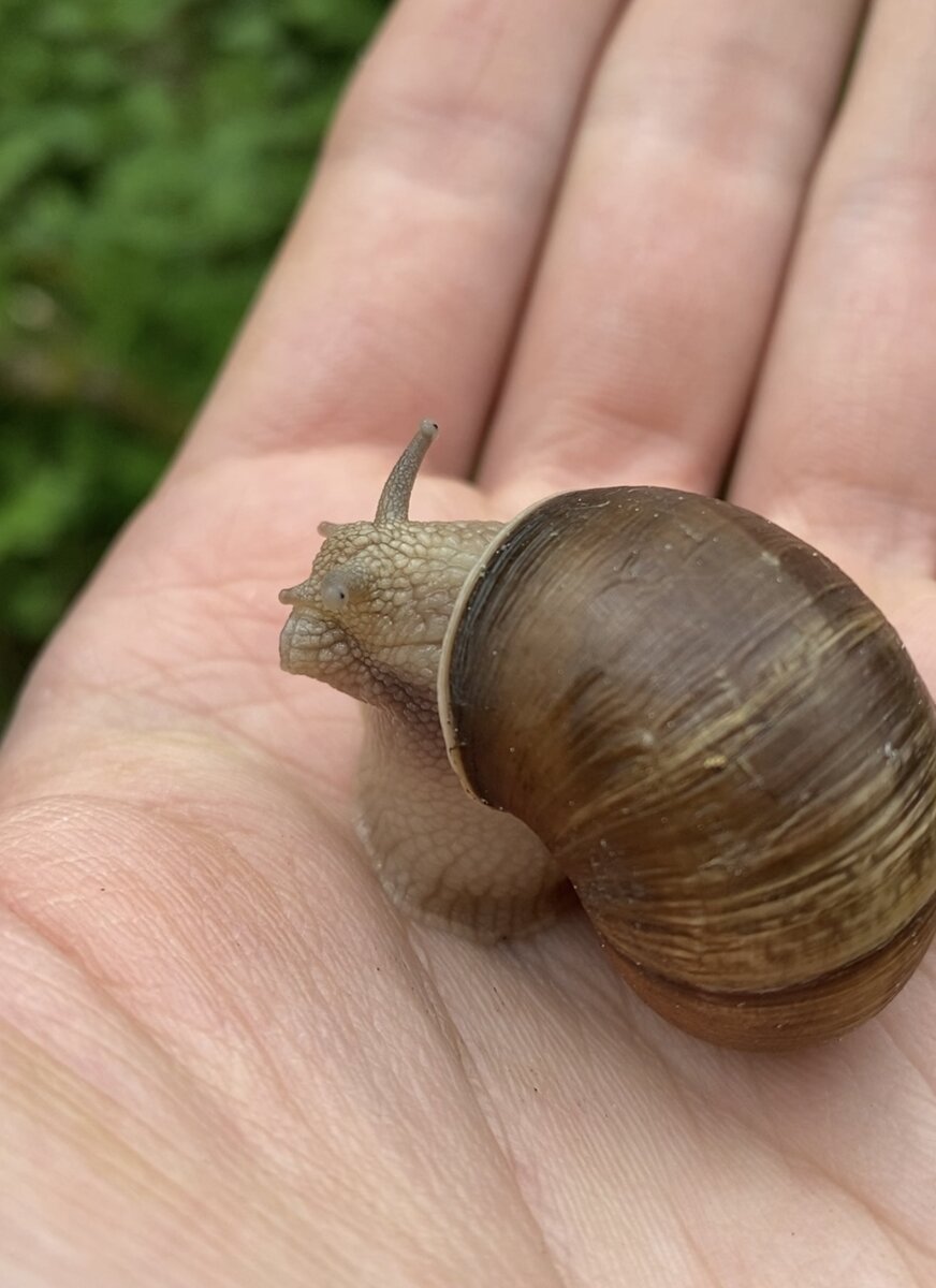 Виноградная улитка