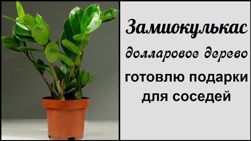 Замиокулькас 🌿 Долларовое дерево  🌿 Размножение, черенкование, посадка и уход