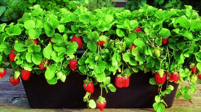 Вырастить клубнику из ягоды в домашних условиях