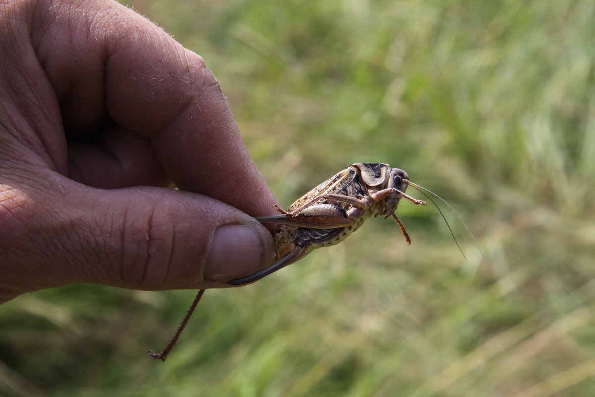 Голодными не останемся. Если чё...)))