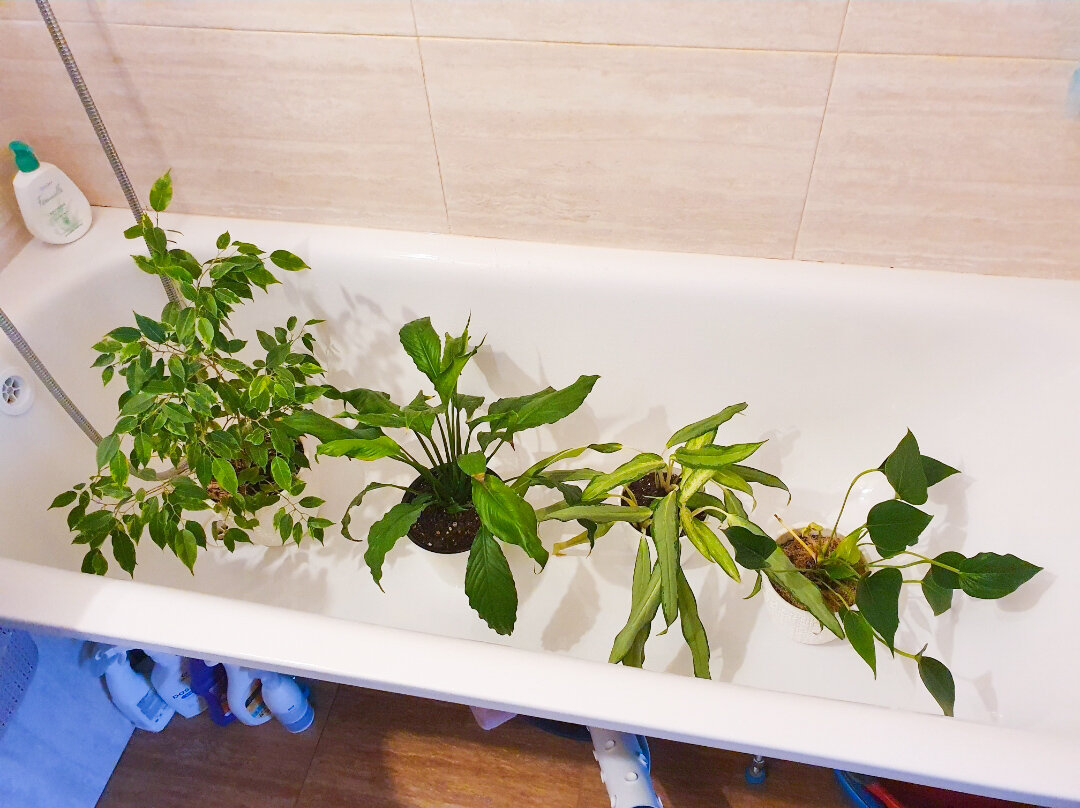 Такие я проливаю как следует – они не против