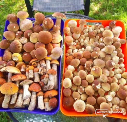 Житель Вилейского района собрал около 500 боровиков