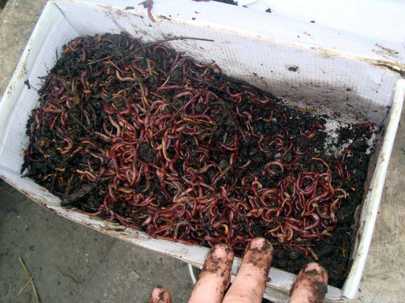 Разведение червей для рыбалки на даче | Полезная информация
