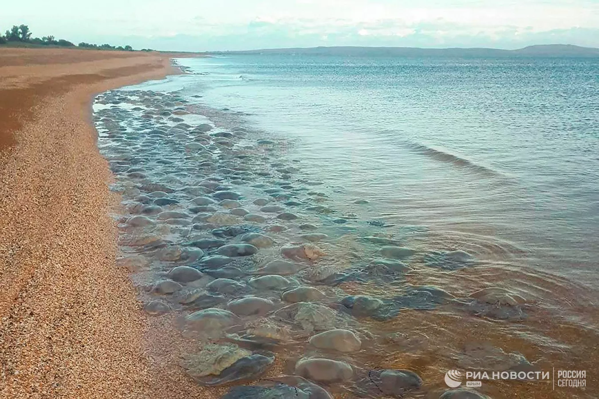 Нашествие медуз в Азовском море. Фото из интернета.