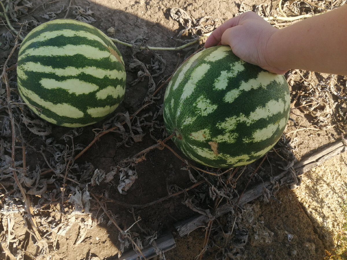 Мои арбузики!