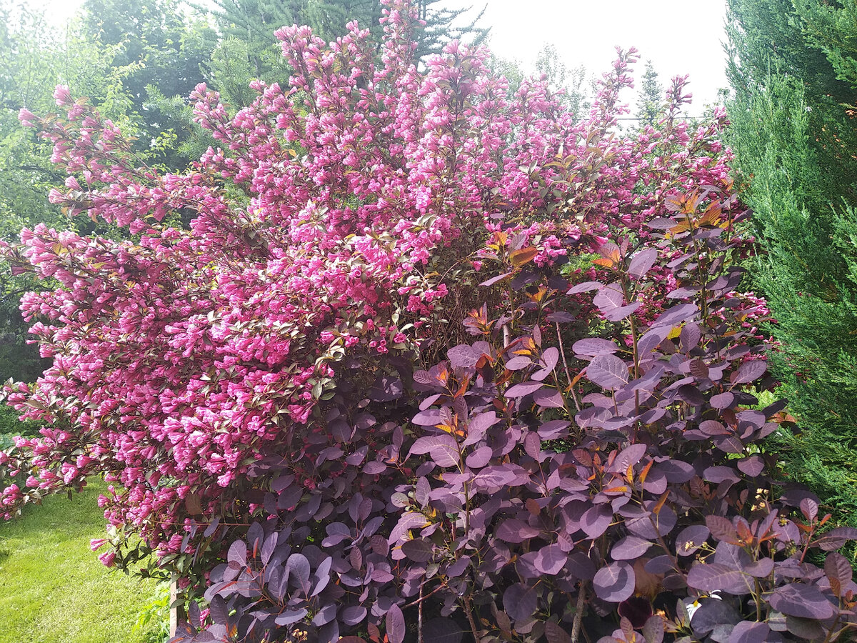 Вейгела и скумпия замечательно дополняют друг друга