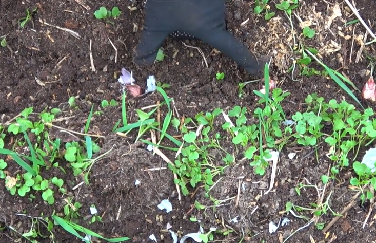 ну расстояние сами знаете: оставляйте 12-15 см, потому что чесноку для хорошего роста понадобится место