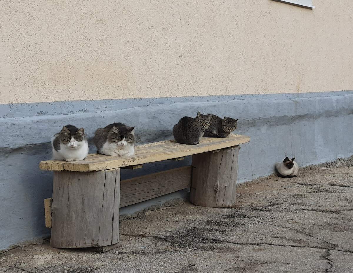 Кошки
