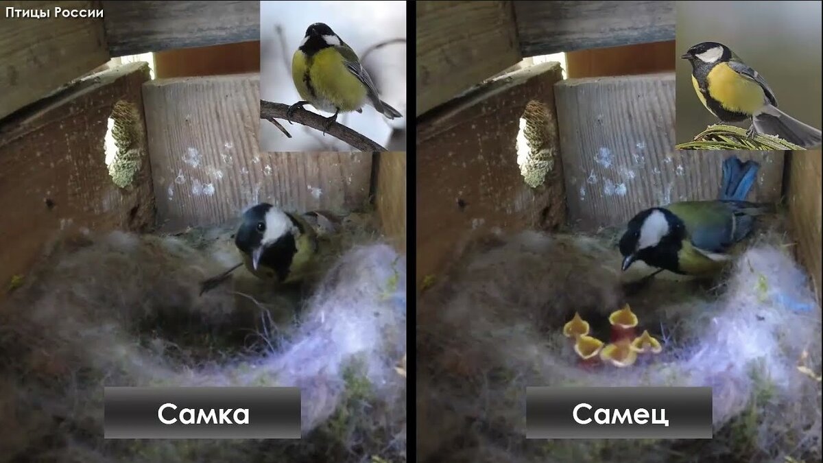       Parus major - YouTube