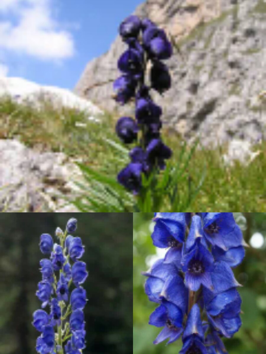 Фотоколлаж автора статьи