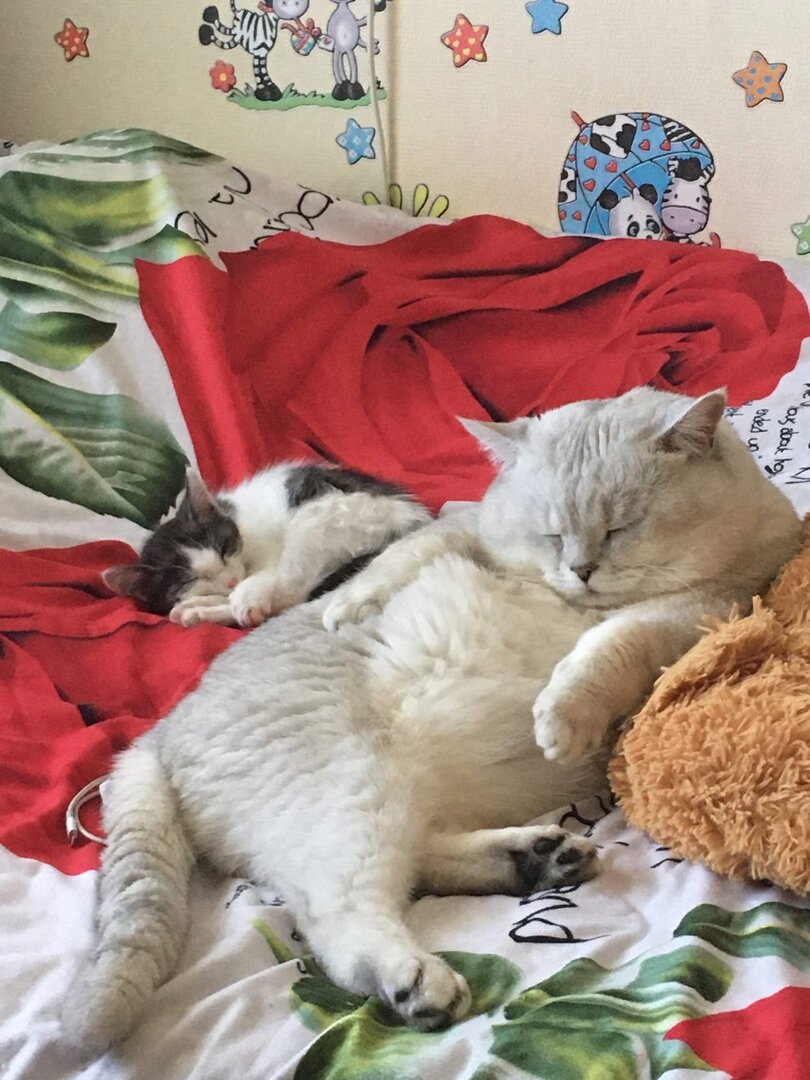 Флексим на кровати