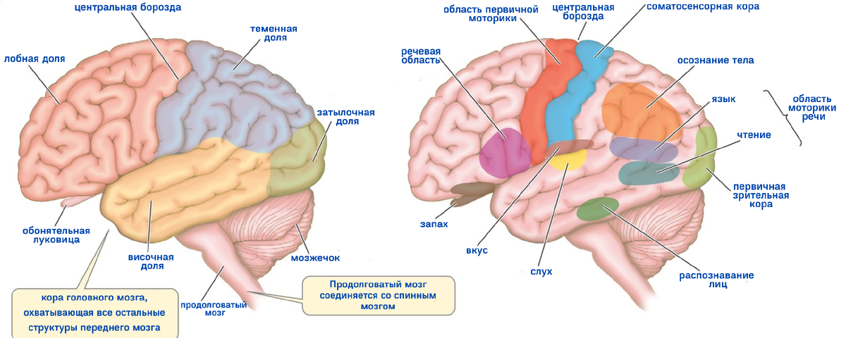 Доли и области головного мозга  wikipedia.org 