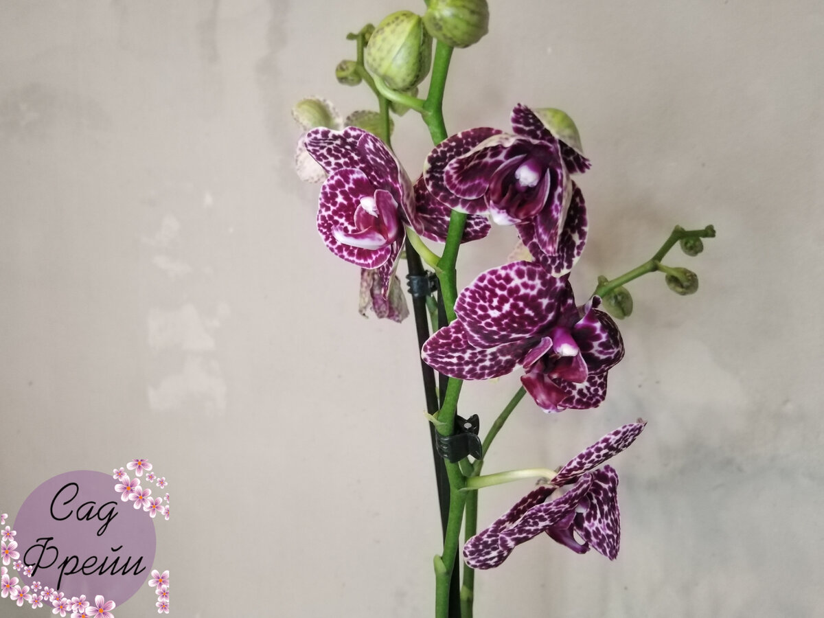 "Фирменная" расцветка гибридного фаленопсиса Wild Cat'