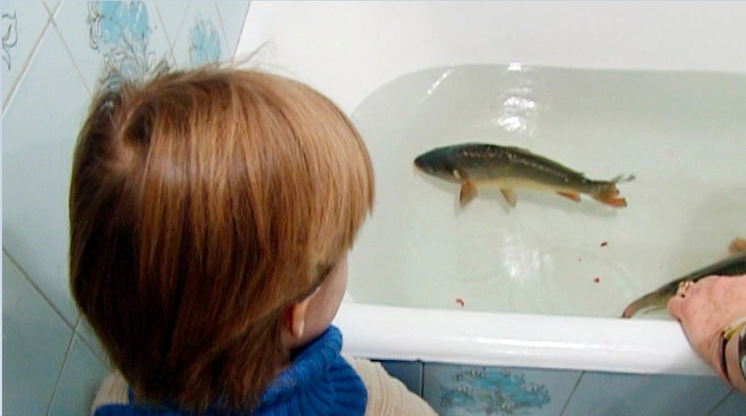 В Словакии водятся рождественские карпы