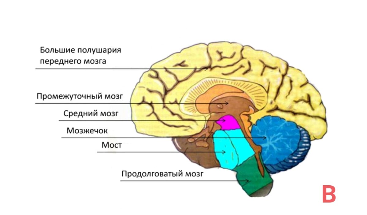 3 отдела мозга