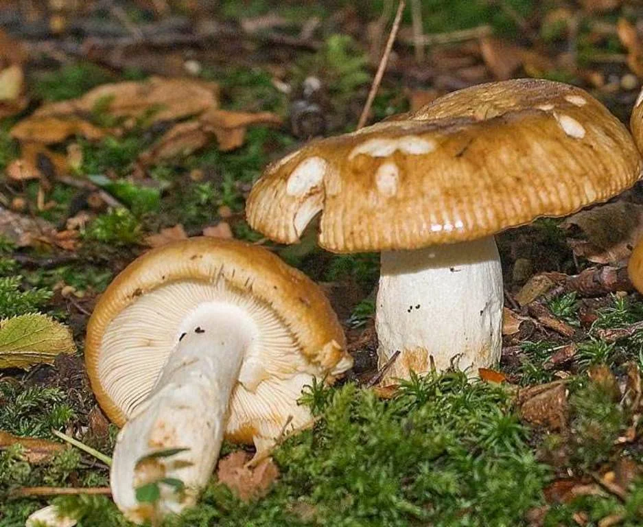 Это точно валуи!