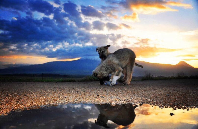 Щенок гампра на фоне Арарата 