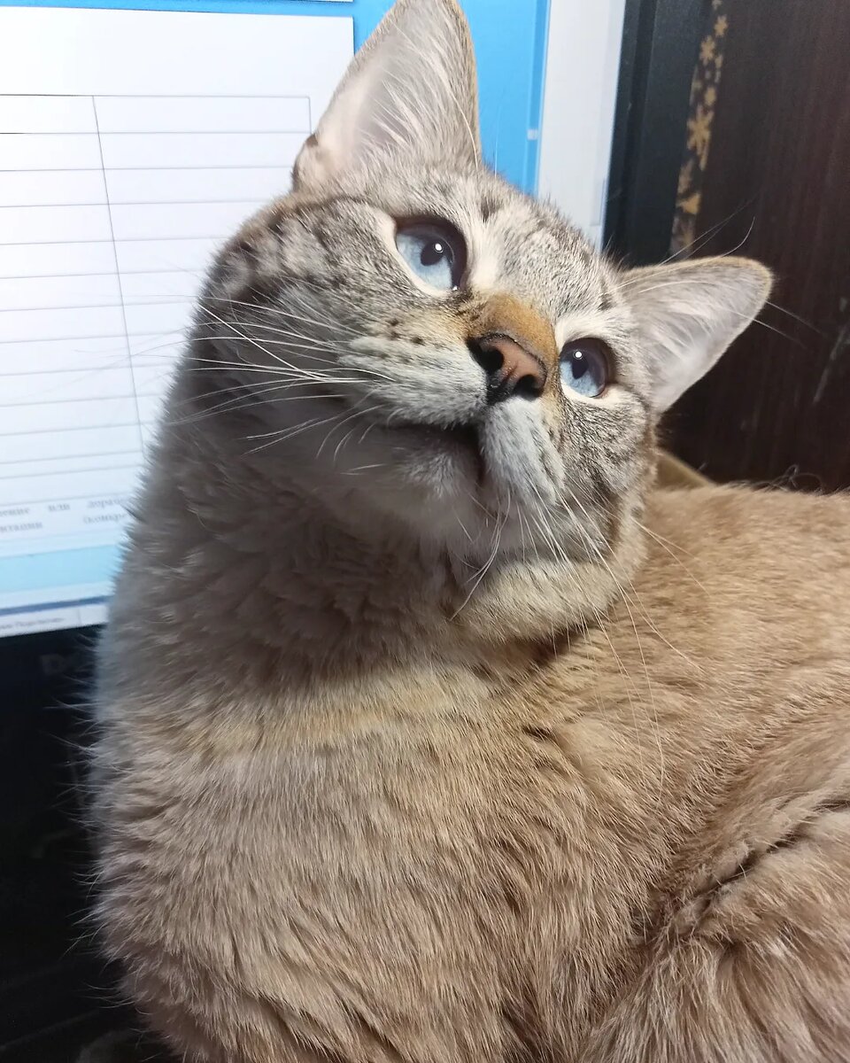 Кот Альфред