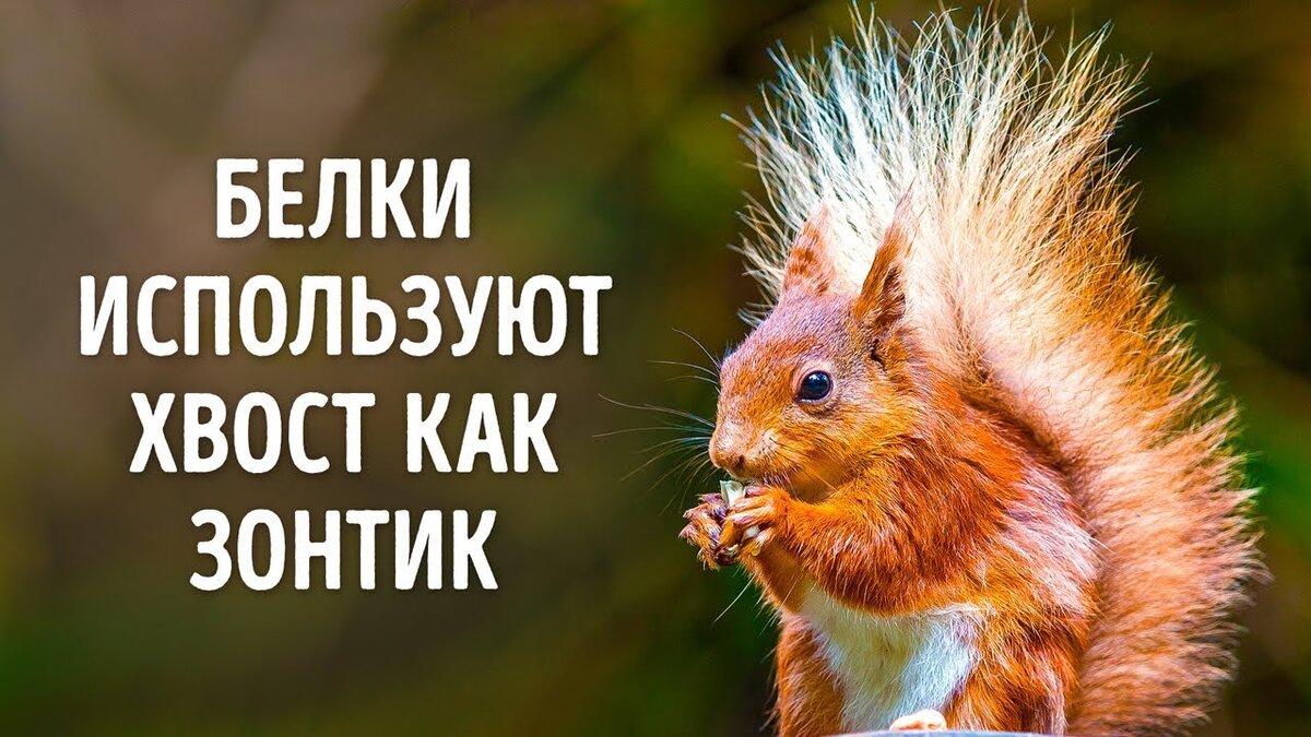 Картинки интересные факты о животных