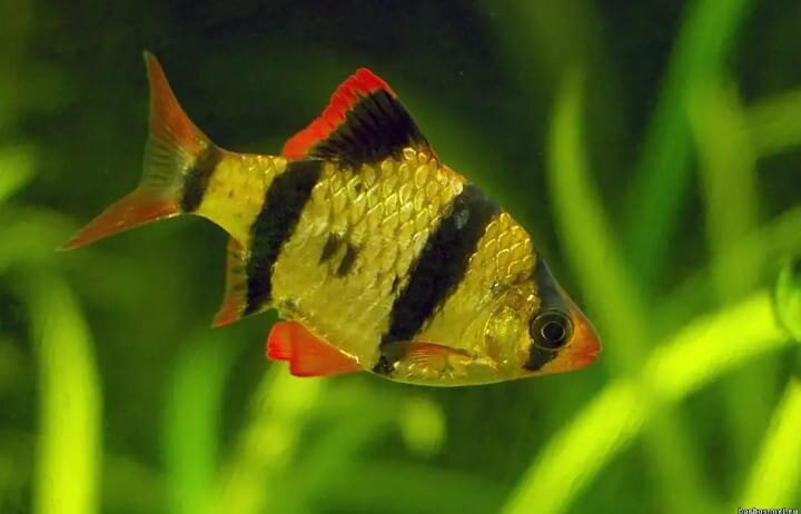 рыбка барбус.