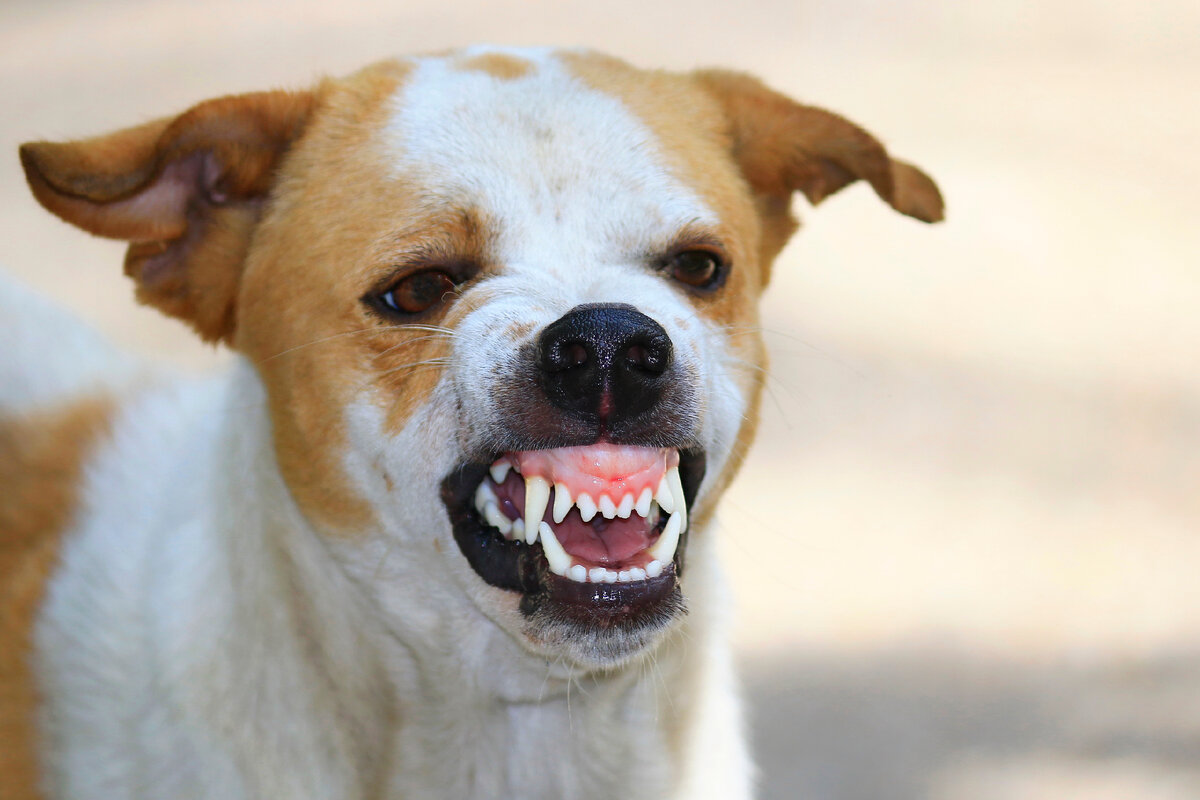 Шаттер Дрим агрессивная собака. Ferocious Dog. Свирепая собака