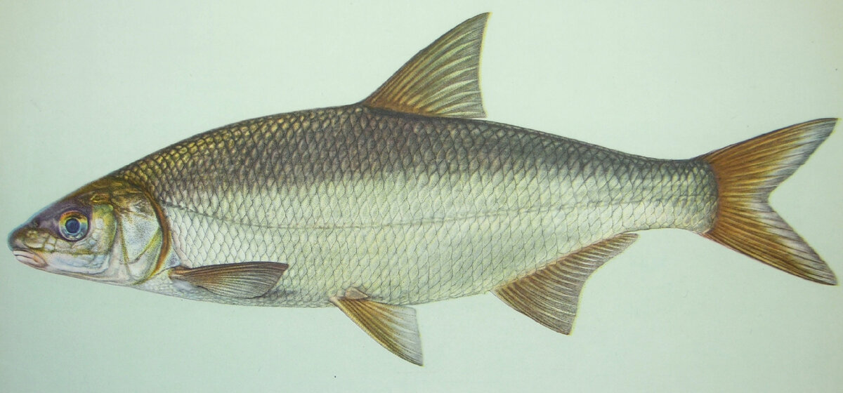 Сырть, вернись! Мы скучаем... http://www.fishbiosystem.ru/CYPRINIFORMES/Cyprinidae/Vimba_vimba2.html