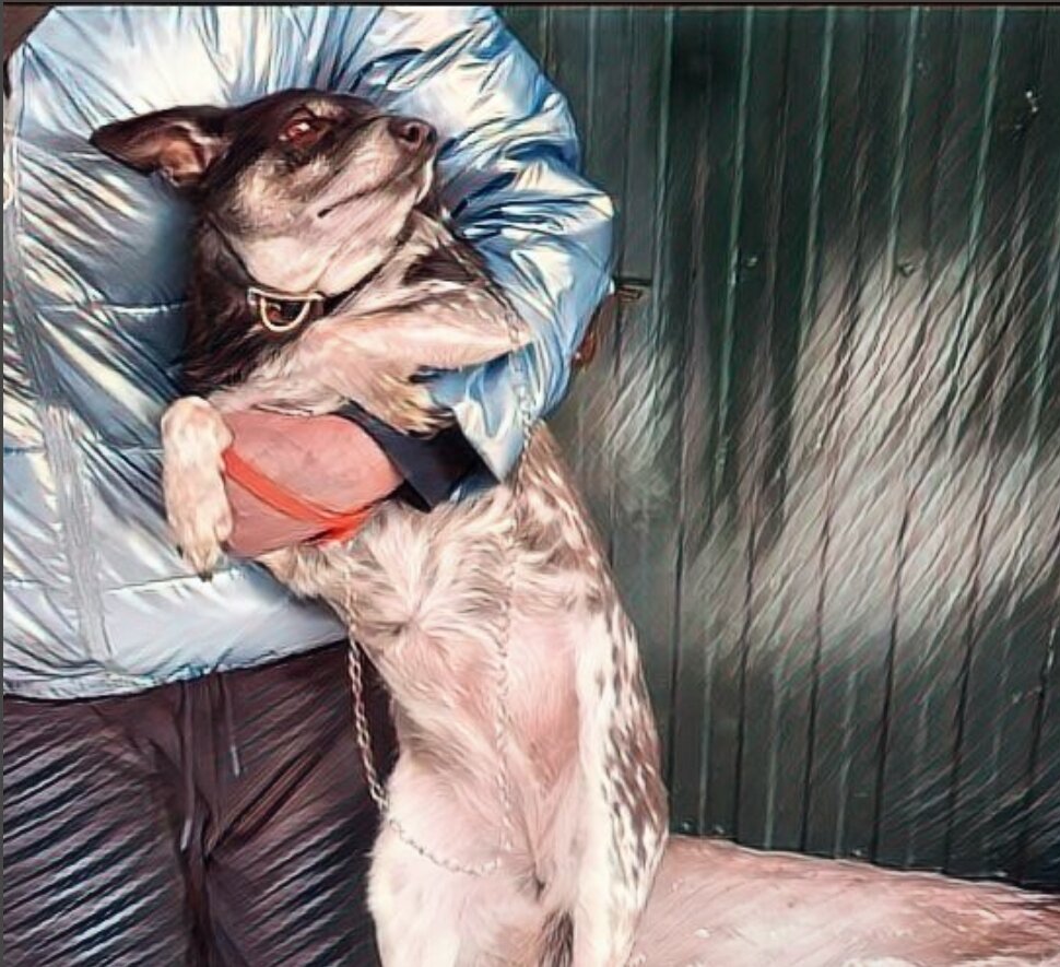 Тосита