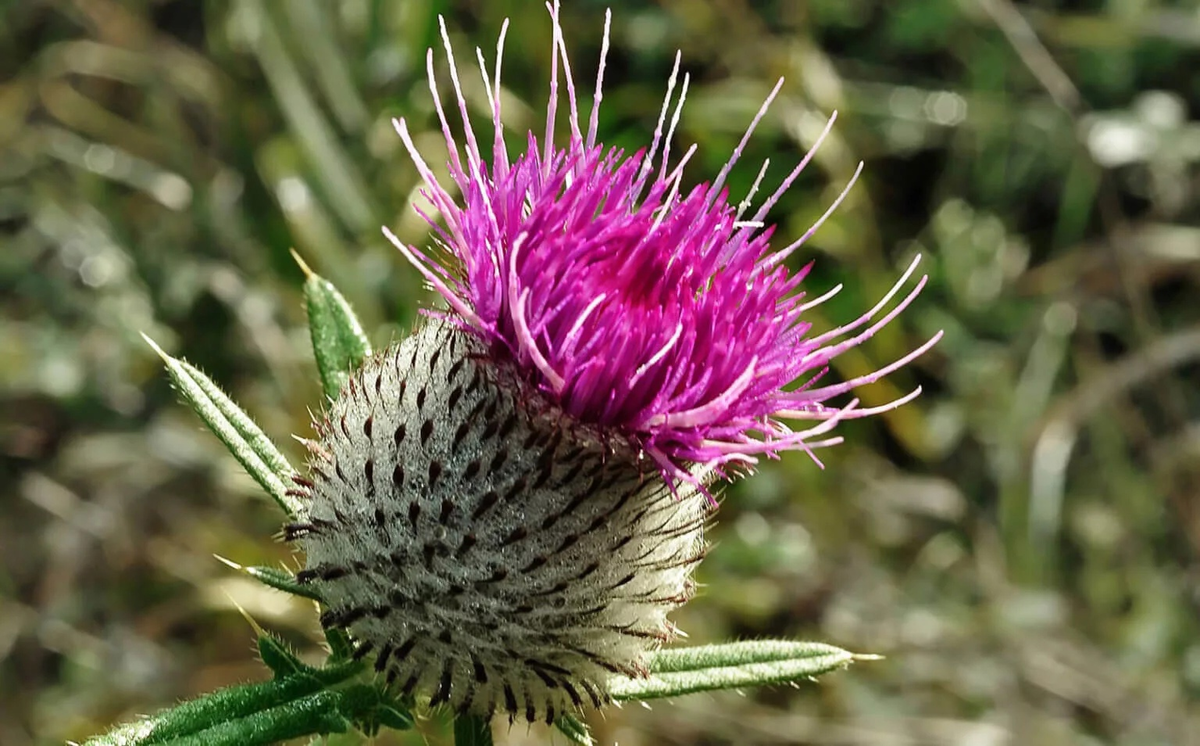 Те самые красивые медоносные цветочки