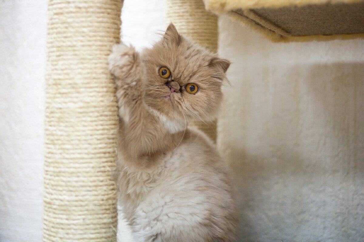 Апельсинка