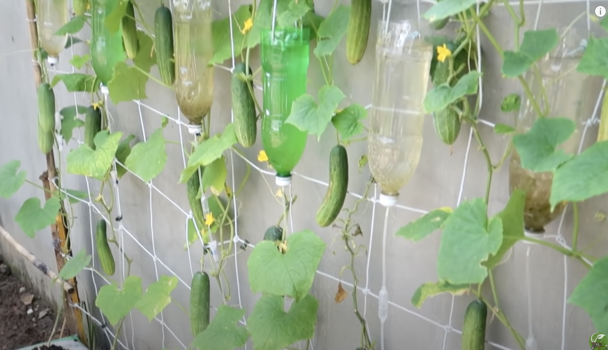 Скрин из видео с огурцами