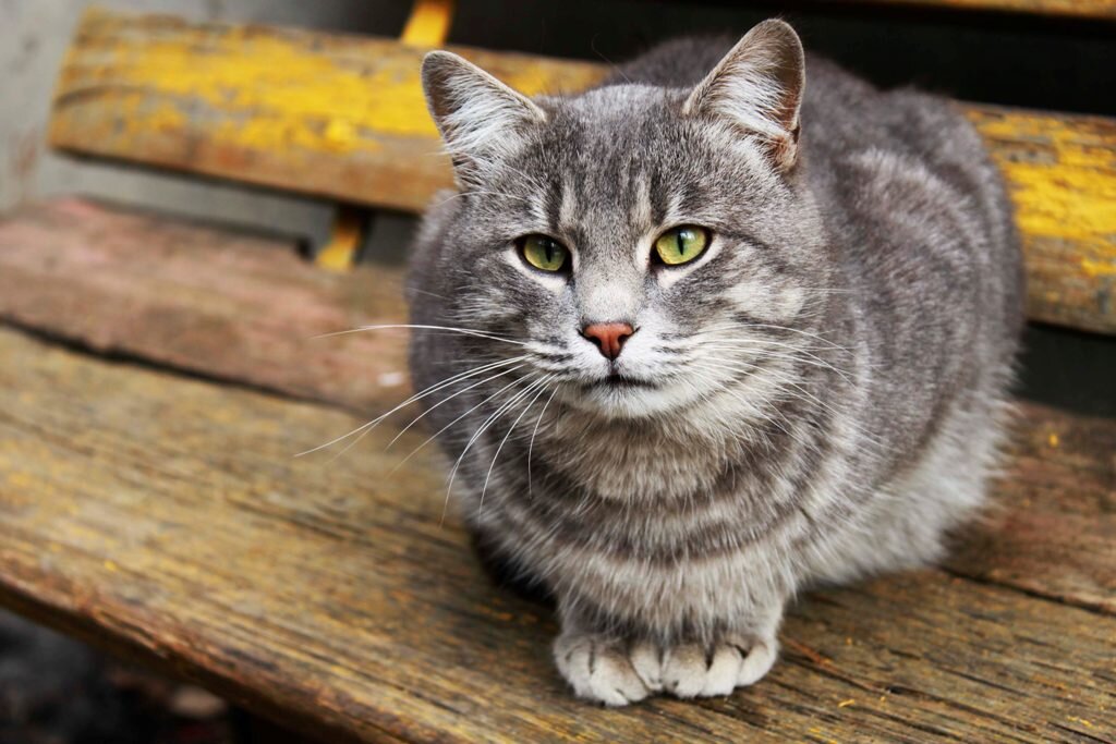 А это уже хороший кадр .  Кот на лавочке рядом с подъездом. Ноябрь 2011 года.  Автоматический режим справился. Выдержка 1/125, диафрагма 5.6, ИСО 100