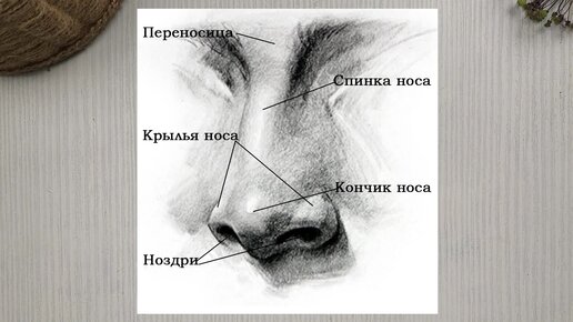 Картинка строение носа для дошкольников