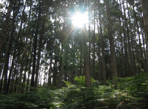 Эвкалиптовый лес