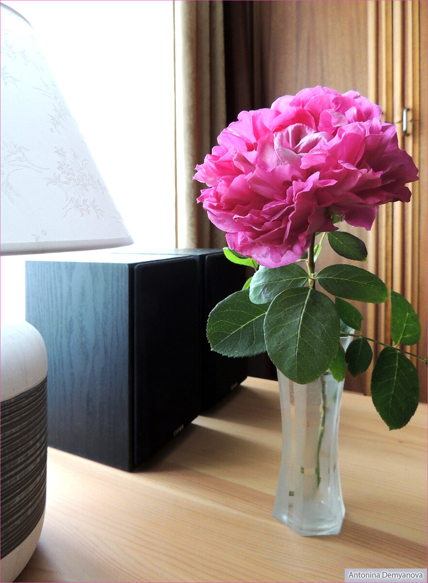 Фото автора статьи. Интерьер домашнего кабинета.