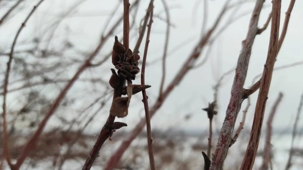     Суббота, 22 октября, начнется для жителей Татарстана с похолодания. Температура воздуха ночью будет варьироваться от шести до одного градуса ниже нуля.