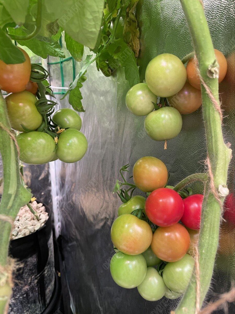 «А че, давайте вырастим!». С этой фразой и с большим потоком вдохновения начали воплощать идею в жизнь.-20