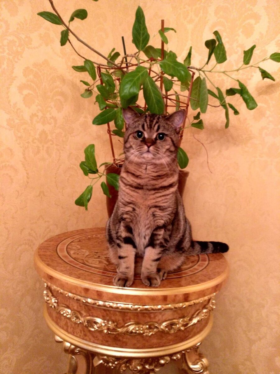 кот- СЧАСТЬЕ