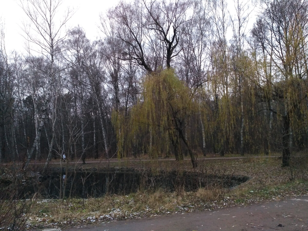 Типичный ноябрьский пейзаж в Москве.Парк Сокольники.