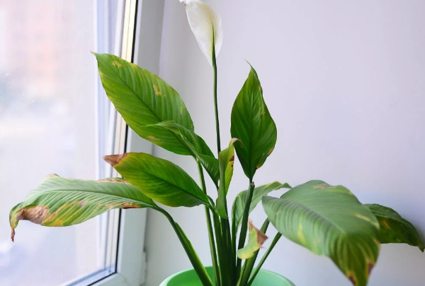 Растению требуется помощь. Скрин фото автора