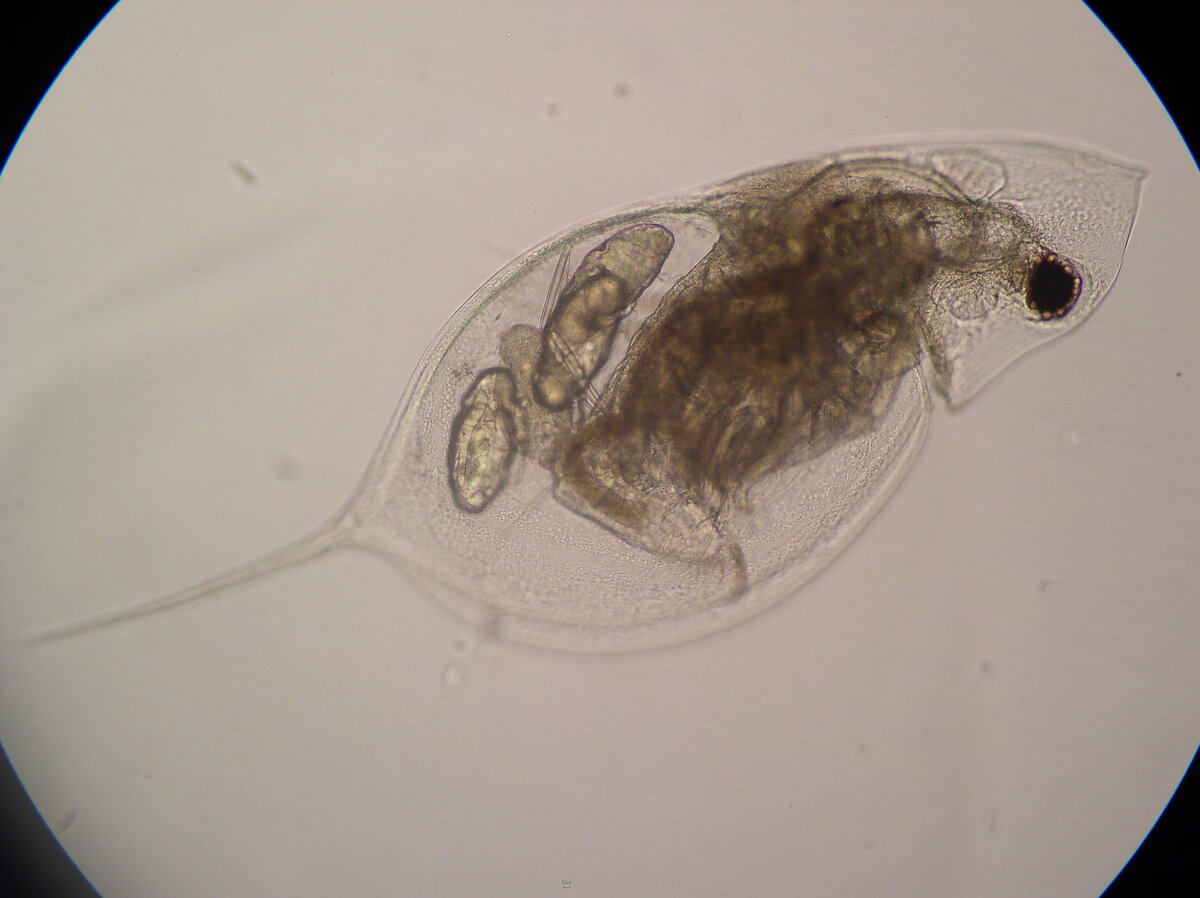    Дафнии группы видов Daphnia galeata, фото: Алексей Котов