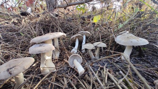 Нива Крым | Грибы мышата продолжают радовать урожаем
