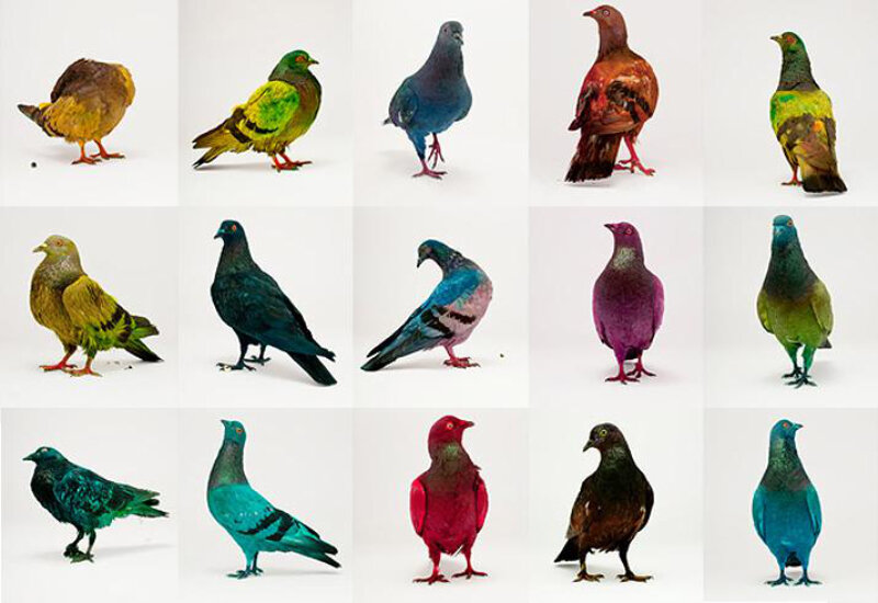 Какого цвета птичка. Разноцветные голуби. Порода цветных голубей. Птицы разных цветов. Разноцветные породистые голуби.