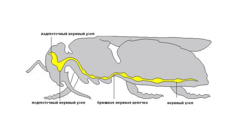 Жёлтым окрашена нервная система пчел и шмелей. В относительных величинах она довольно крупная.