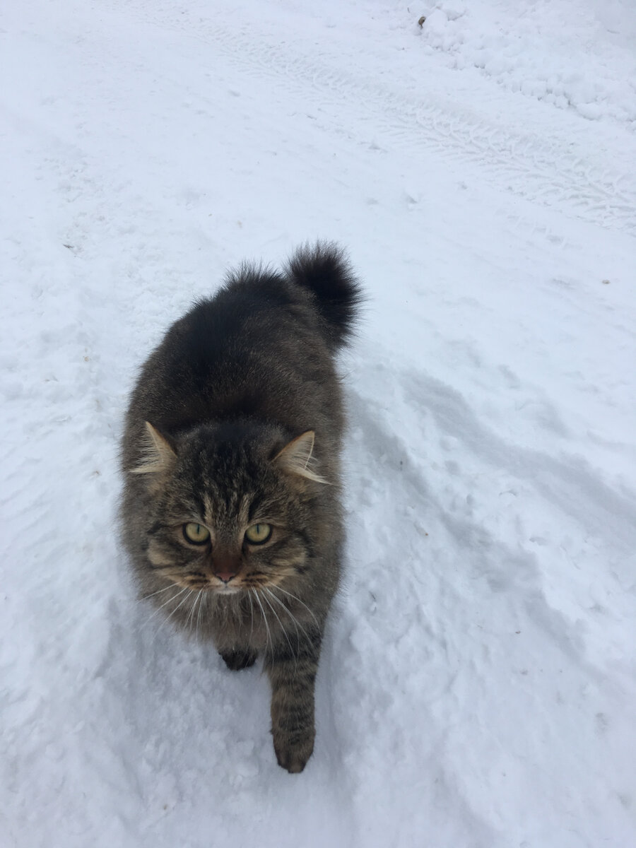 Муся зимой год назад