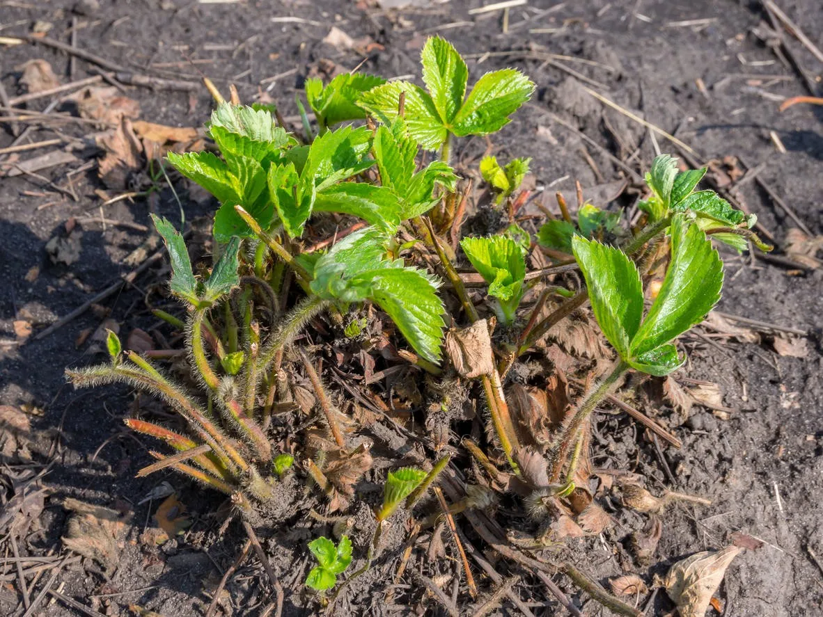 Нужно обрезать листья клубники весной. Куст клубники. Обрезанный куст клубники. Старые кусты клубники. Кусты клубники после зимы.