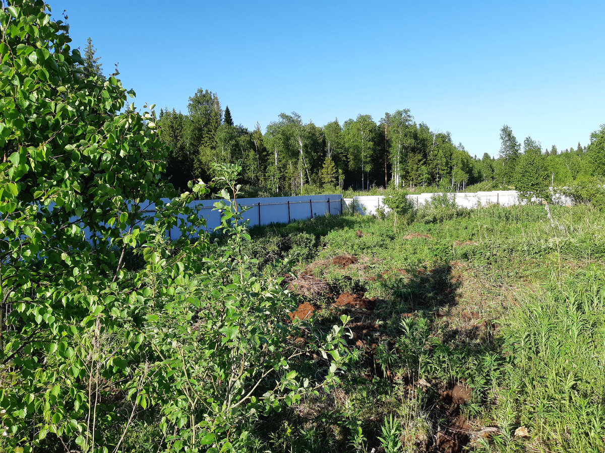 Первый год после покупки участка. Июнь 2020 года