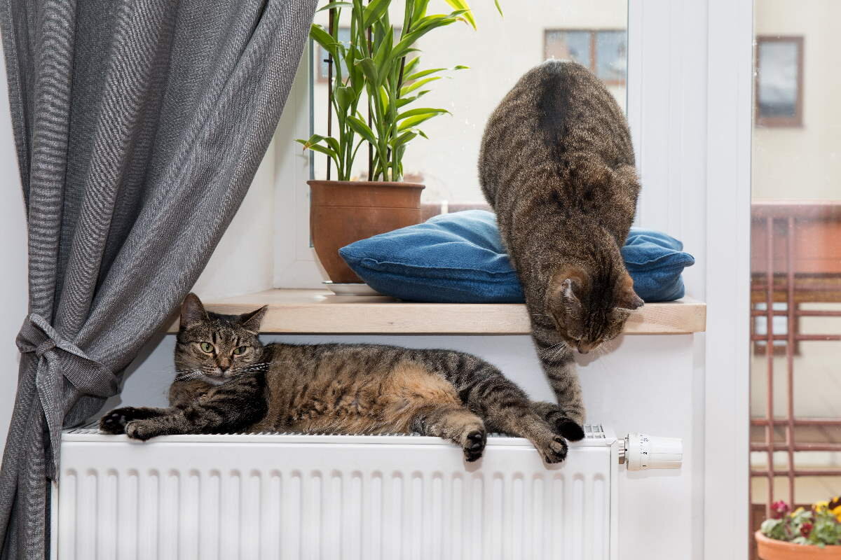    Фото: WiP-Studio / shutterstock.com